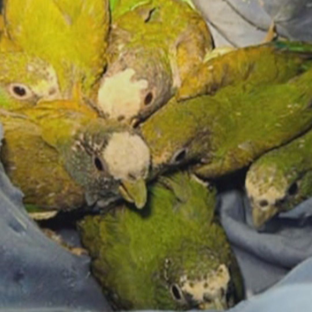 Aseguran 30 Loros Amazónicos Presuntamente Contrabandeados en Texas